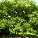 Phellodendron amurense